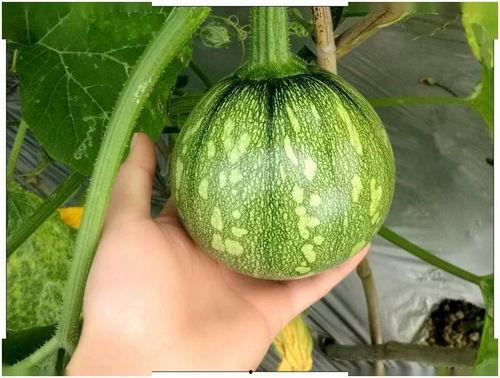 小董同学吃瓜,揭秘娱乐圈那些不为人知的幕后故事