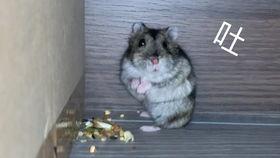 逆子吃瓜,揭秘娱乐圈的另类现象