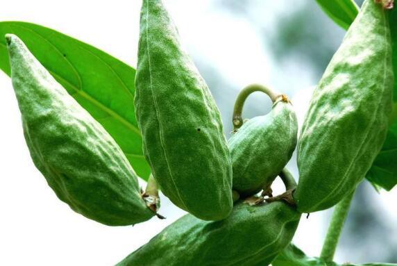 牛角瓜中间可以吃吗,揭秘中间可食用部分的奥秘