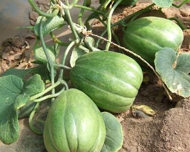 不能总吃瓜,探索多元生活新视角