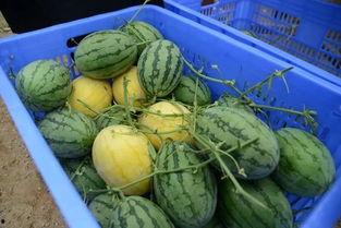 吃瓜群图集,揭秘网络社交的趣味瞬间