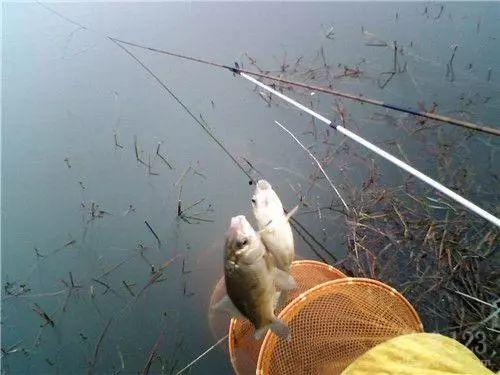河边钓鱼吃大瓜视频